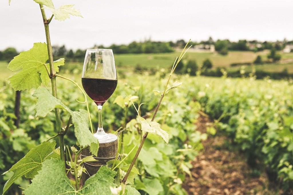 A glass of red wine on a vineyard post overlooking the Texas Hill Country on The Wine Day tour