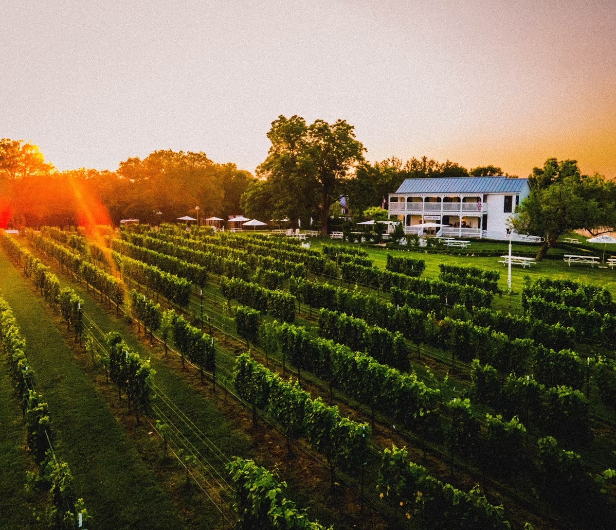 A Texas Hill Country vineyard at golden-hour sunset near Fredericksburg on The Wine Day tour