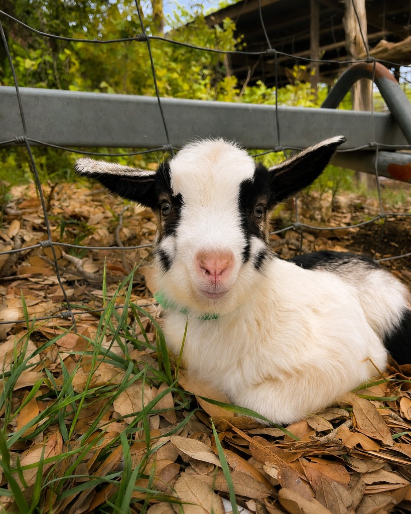 Baby goats roaming a Texas Hill Country farm at golden hour during The Side Quest tour