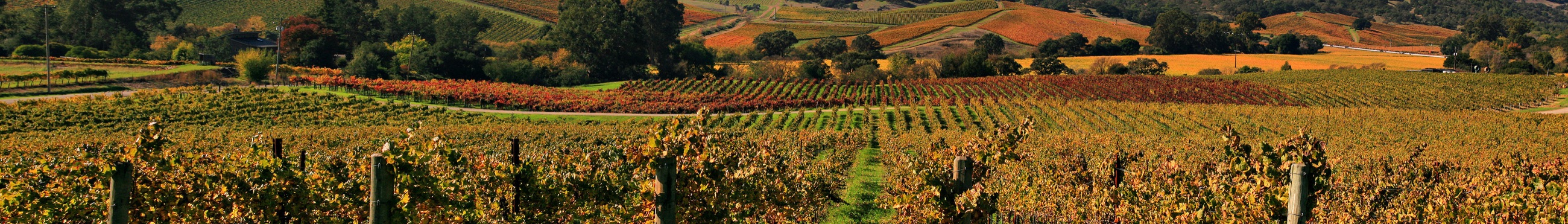 Autumn vineyard rows across the Texas Hill Country wine region